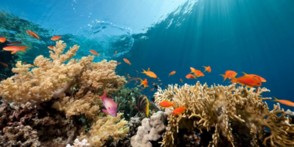 World Ocean's Day: How Discovery Coron keeps life below water clean with EcoConserve
